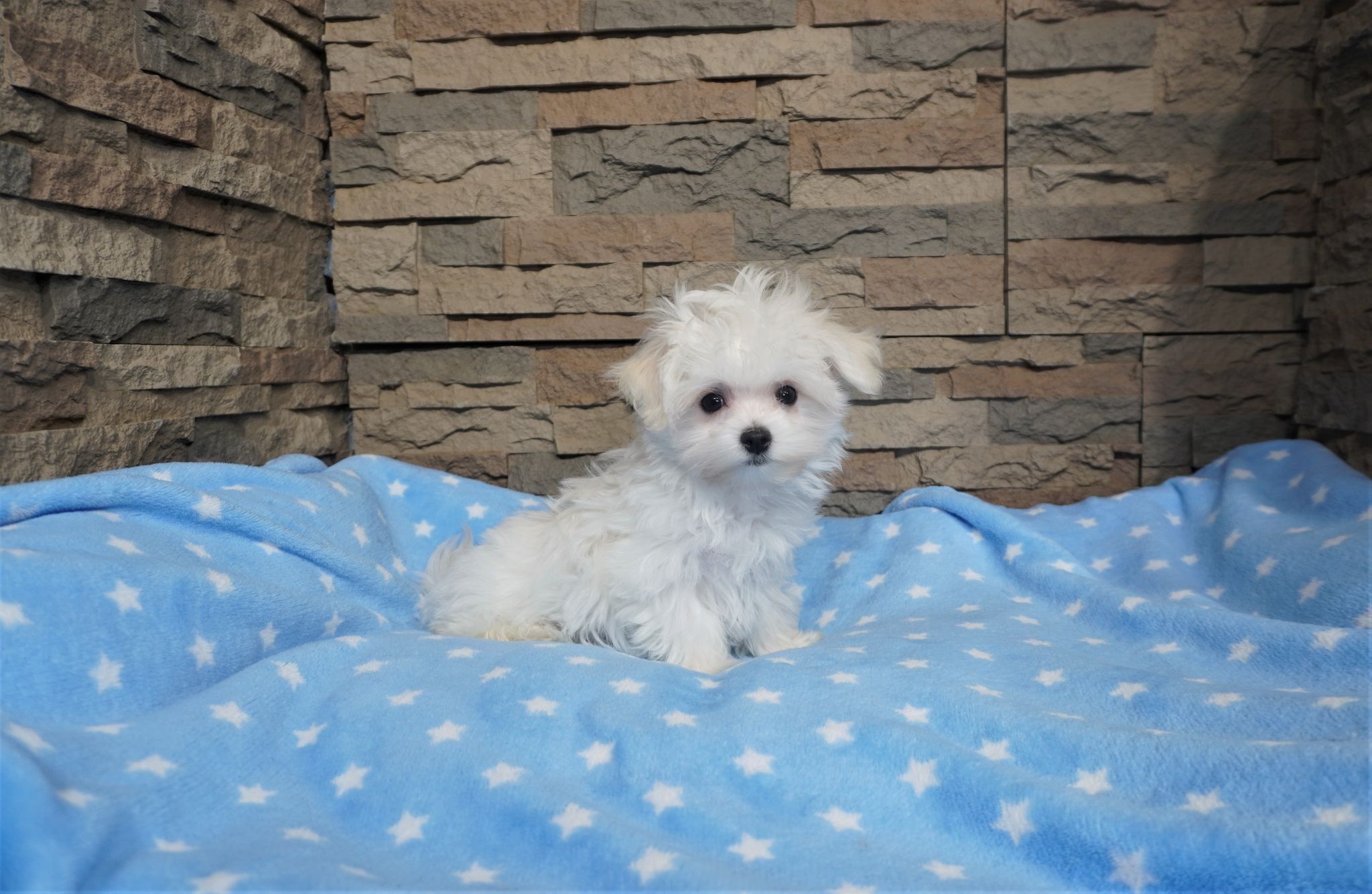 Bichon Maltais